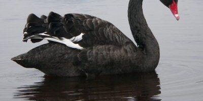cisne negro